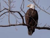 Bald Eagle-27527-9.jpg