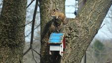 chipmunk-nature-animal-wildlife-108333.jpg