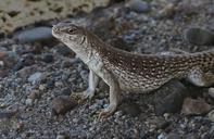 lizard-desert-reptile-animal-426905.jpg