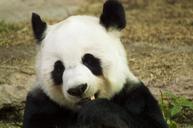 panda-cub-wildlife-zoo-cute-china-1203104.jpg