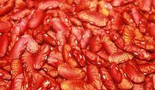 beans-lentils-legumes-kidney-beans-519925.jpg