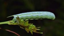 caterpillar-larvae-1517225.jpg