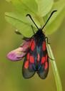 beetle-insect-insect-macro-burnet-437494.jpg