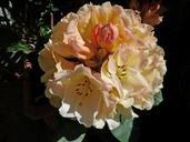 rhododendron-flowers-nature-garden-347034.jpg