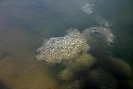 frog-spawn-spawn-egg-water-pond-480663.jpg