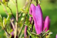 magnolia-dark-magnolia-bush-blossom-325812.jpg