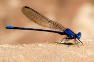 damselfly-insect-wings-portrait-1089921.jpg