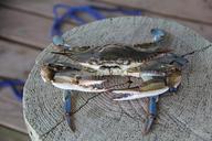 blue-crab-crab-louisiana-grand-isle-478183.jpg