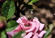 bee-rose-insect-flower-nature-615576.jpg