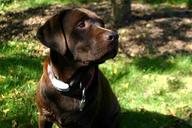 labrador-retriever-chocolate-dog-580592.jpg