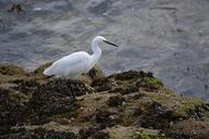 egret-bird-wader-animals-animal-1079533.jpg