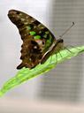 butterfly-macro-butterflies-insect-578323.jpg