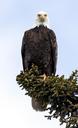 bald-eagle-eagle-bald-perched-1377053.jpg