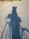 bicycle-shadow-projection-1017504.jpg