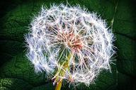 weed-dandelion-nature-summer-757214.jpg