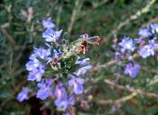 rosemary-herb-pungent-purple-blue-176875.jpg