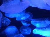 marine-ocean-jellyfish-sea-glowing-1610976.jpg