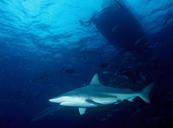 shark-blacktip-shark-predator-545834.jpg