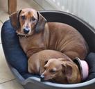 dogs-dachound-domesticated-646906.jpg