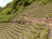 vineyard-steep-slope-winegrowing-56193.jpg