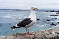 seagull-monterey-ocean-bird-1571090.jpg