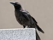 bird-raven-raven-bird-649726.jpg