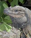 iguana-wildlife-nature-outside-86589.jpg