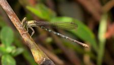 damselfly-insect-insectoid-winged-1509081.jpg