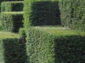 green-hedge-topiary-garden-bush-434298.jpg