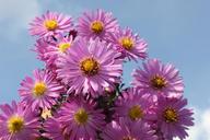 purple-flower-purple-flowers-plant-1694509.jpg