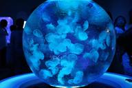 aquarium-jellyfish-sea-368043.jpg