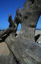 wood-driftwood-dried-decayed-sand-340442.jpg