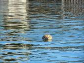 seal-robbe-swim-205784.jpg