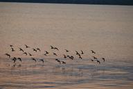 flock-birds-lake-beautiful-park-228019.jpg