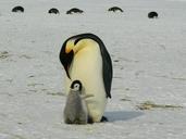 penguins-emperor-antarctic-life-429134.jpg