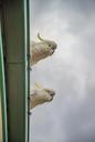 cockatoos-birds-parrots-white-407595.jpg