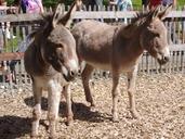 donkey-animal-zoo-petting-zoo-878641.jpg