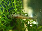 aquarium-prawns-invertebrates-626556.jpg