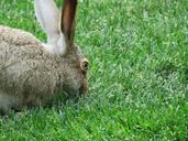 bunny-rabbit-hare-animal-spring-1668430.jpg