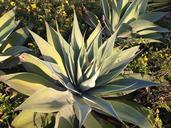 desert-plant-nature-green-cactus-574425.jpg