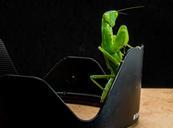 praying-mantis-fishing-locust-green-205167.jpg