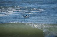 wave-ocean-sea-beach-birds-water-234780.jpg