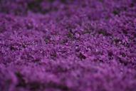 violet-flowers-flower-plant-322086.jpg