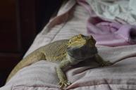 reptile-bearded-curious-creature-650459.jpg