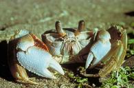 crab-ghost-macro-sand-beach-647796.jpg