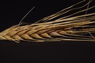 barley-ear-cereals-grain-1494075.jpg