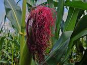 corn-corn-on-the-cob-fodder-maize-423584.jpg