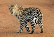 leopard-leopard-spots-animal-wild-592187.jpg