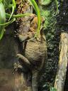 chameleon-warty-reptile-godzilla-404575.jpg