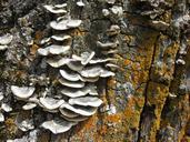 mushrooms-log-weave-tree-fungi-709779.jpg